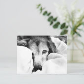 slaperige hond op bed knuffel zwart wit briefkaart (Staand voorkant)