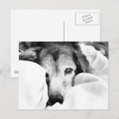 slaperige hond op bed knuffel zwart wit briefkaart (Voorkant / Achterkant)