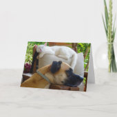Slaperige Hond Slapen Kitten Kaart (Voorkant)