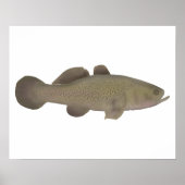 slaperige kabeljauw poster (Voorkant)