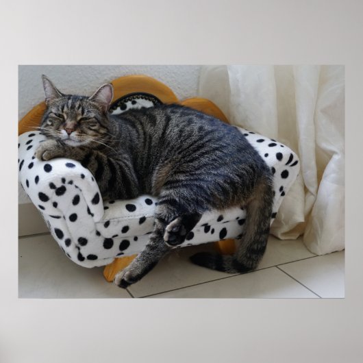 Slaperige kat poster (Voorkant)