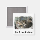 Slaperige katten magneet (Voorkant / Achterkant)