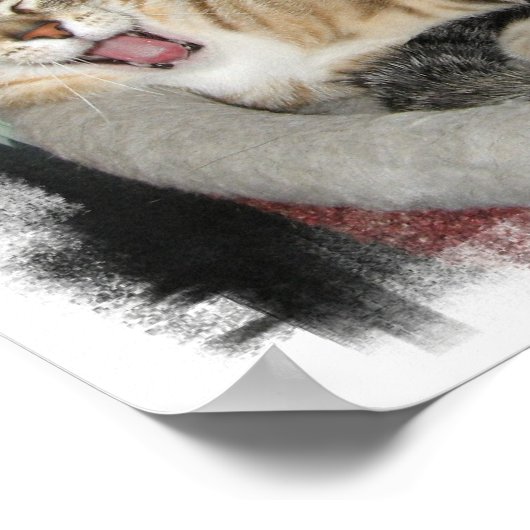 Slaperige katten poster (Hoek)