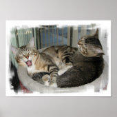 Slaperige katten poster (Voorkant)