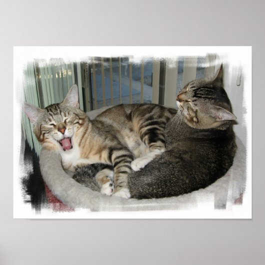 Slaperige katten poster (Voorkant)