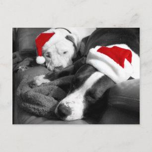 slaperige kerst pitbull puppy's schattig kerstman feestdagenkaart