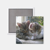 Slaperige Kittens Magneet (Voorkant / Achterkant)