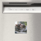 Slaperige Kittens Magneet (Insitu (Vaatwasser))