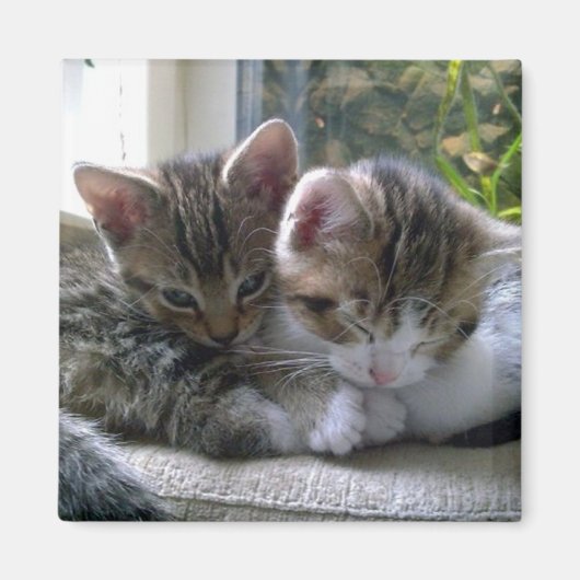 Slaperige Kittens Magneet (Voorkant)