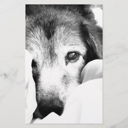 slaperige knuffel hond op bed zwart wit briefpapier (Voorkant)