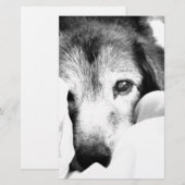 slaperige knuffel hond op bed zwart wit briefpapier (Voorkant / Achterkant)