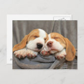 Slaperige Puppies Briefkaart (Voorkant / Achterkant)