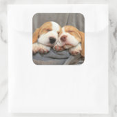 Slaperige Puppies Vierkante Sticker (Tas)