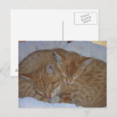Slaperige rode kittens bij elkaar briefkaart (Voorkant / Achterkant)