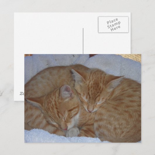 Slaperige rode kittens bij elkaar briefkaart (Voorkant / Achterkant)