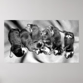 slaperige Rottweiler-puppy's Poster (Voorkant)