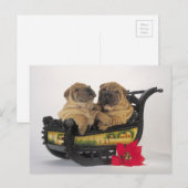 slaperige shar peihonden in de slee van santa feestdagenkaart (Voorkant / Achterkant)