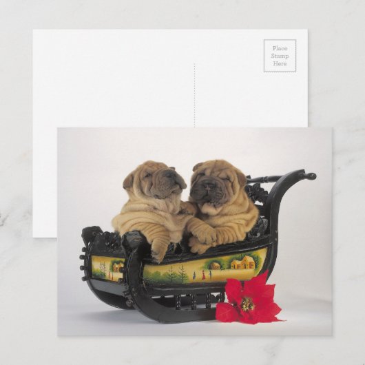 slaperige shar peihonden in de slee van santa feestdagenkaart (Voorkant / Achterkant)