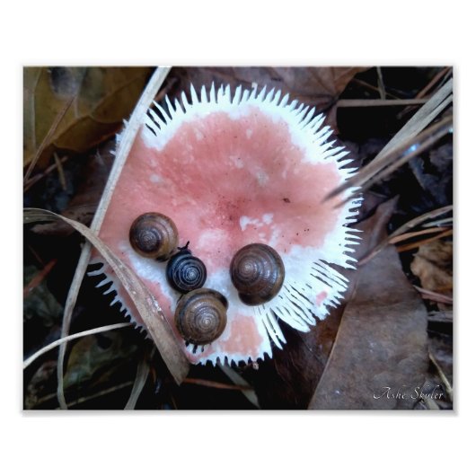 Slaperige slakken foto afdruk (Voorkant)