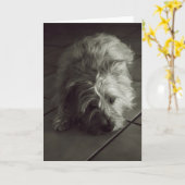 Slaperige steenhoopterriër kaart (Gele Bloem)