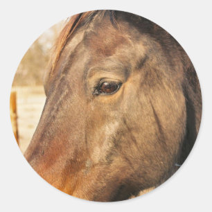 Slaperige trekpaard Stickers