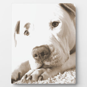 slaperige vriendelijke witte pitbull haat daad nie fotoplaat