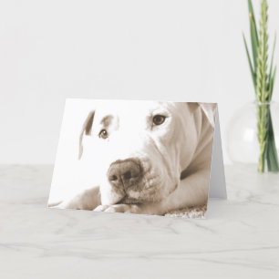 slaperige vriendelijke witte pitbull haat daad nie kaart
