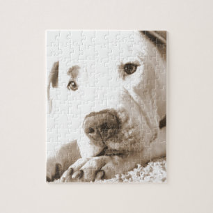 slaperige vriendelijke witte pitbull haat daad nie legpuzzel