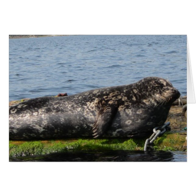 Slaperige Zee (Voorkant Horizontaal)