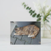 Slapertskat Briefkaart (Staand voorkant)