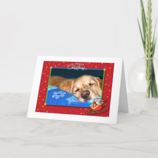 Slapy Golden Retriever Holiday Greeting Kaart
