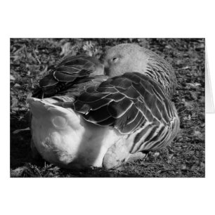 Slapy Graylag Goose (zwart en wit)