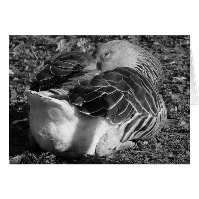 Slapy Graylag Goose (zwart en wit) (Voorkant Horizontaal)