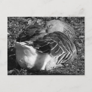 Slapy Graylag Goose (zwart en wit) Briefkaart