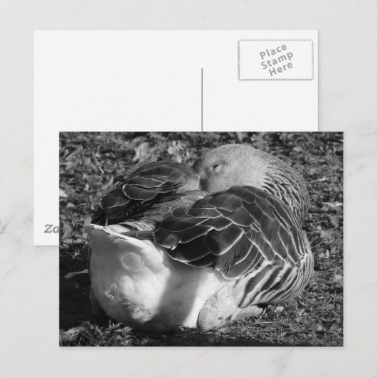 Slapy Graylag Goose (zwart en wit) Briefkaart (Voorkant / Achterkant)
