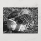 Slapy Graylag Goose (zwart en wit) Briefkaart (Voorkant)