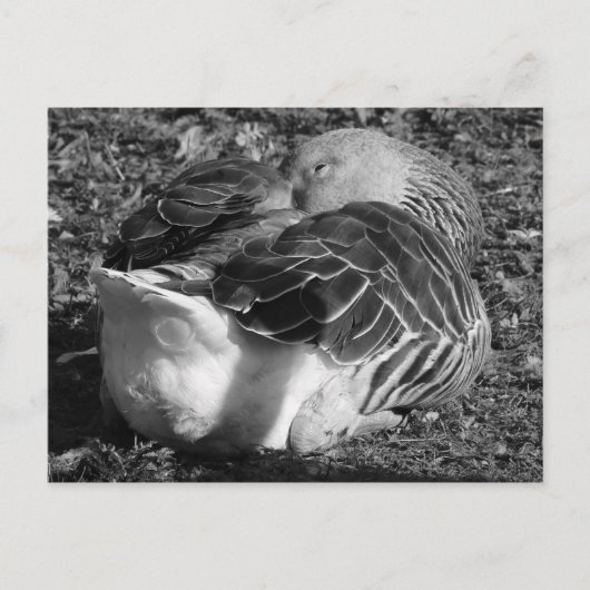 Slapy Graylag Goose (zwart en wit) Briefkaart (Voorkant)