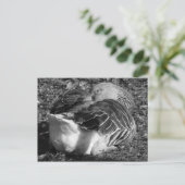 Slapy Graylag Goose (zwart en wit) Briefkaart (Staand voorkant)