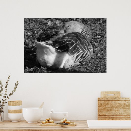 Slapy Graylag Goose (zwart en wit) Poster (Keuken)