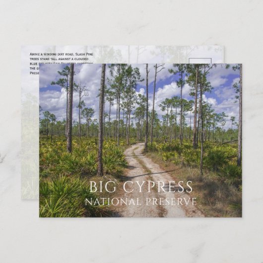 Slash dennenbos, Zag Palmettos, Big Cypress NP Briefkaart (Voorkant / Achterkant)