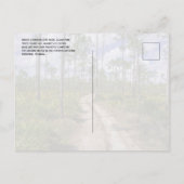 Slash dennenbos, Zag Palmettos, Big Cypress NP Briefkaart (Achterkant)