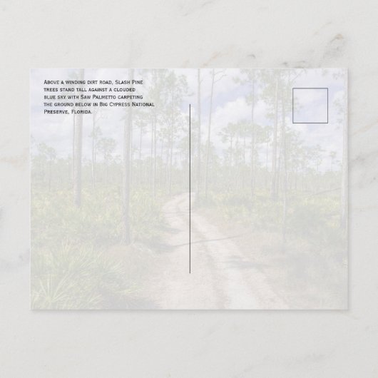 Slash dennenbos, Zag Palmettos, Big Cypress NP Briefkaart (Achterkant)