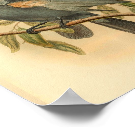 Slate Grey Cuckoo Shrike Bird  Print (Hoek)