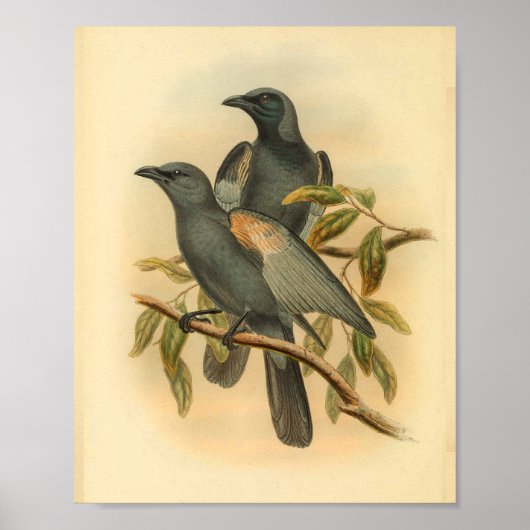 Slate Grey Cuckoo Shrike Bird  Print (Voorkant)
