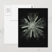 Slate Pencil Urchin Briefkaart (Voorkant / Achterkant)