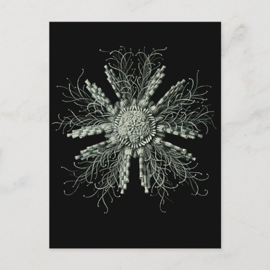 Slate Pencil Urchin Briefkaart (Voorkant)