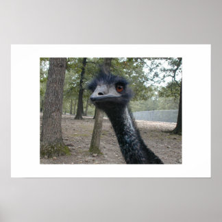 Slechte haardag poster