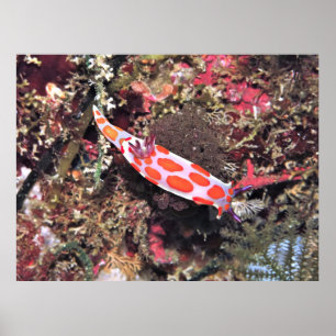 Slechte Knachten Nudibranch Poster