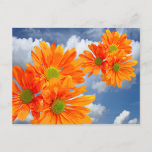 Slechts 3 Gerbera Daisy Blossom + jouw tekst & ide Briefkaart