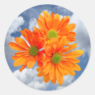 Slechts 3 Gerbera Daisy Blossoms + uw tekst & Ronde Sticker